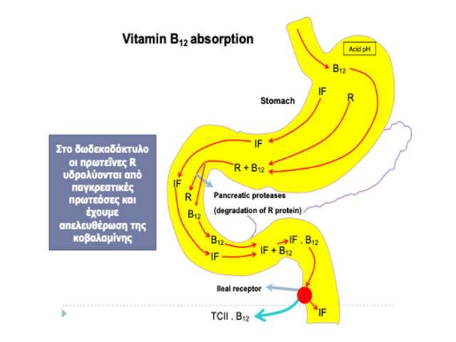 balantia articles exw xamhlh bitaminh b12 ti mporei na ftaiei