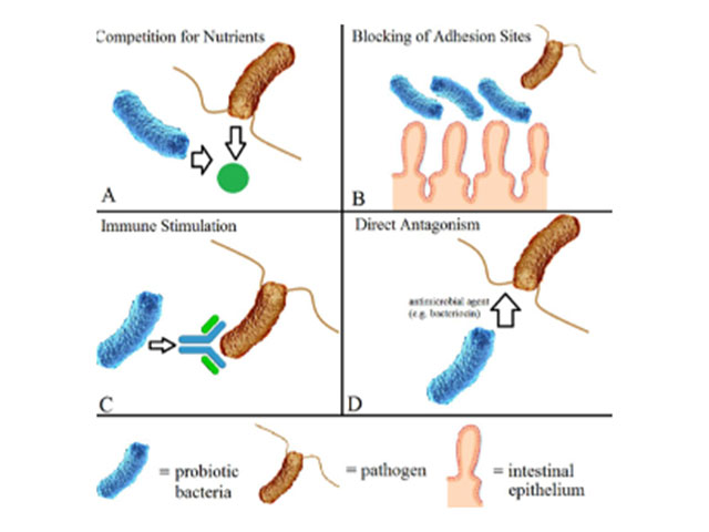 balantia articles nosos crohn elkwdhs kolitida probiotika 03