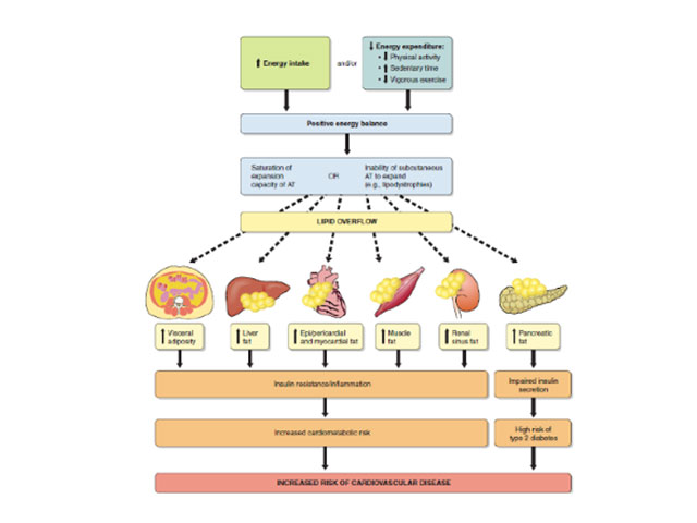 balantia articles paxysarkia ygeia ths kardias 02